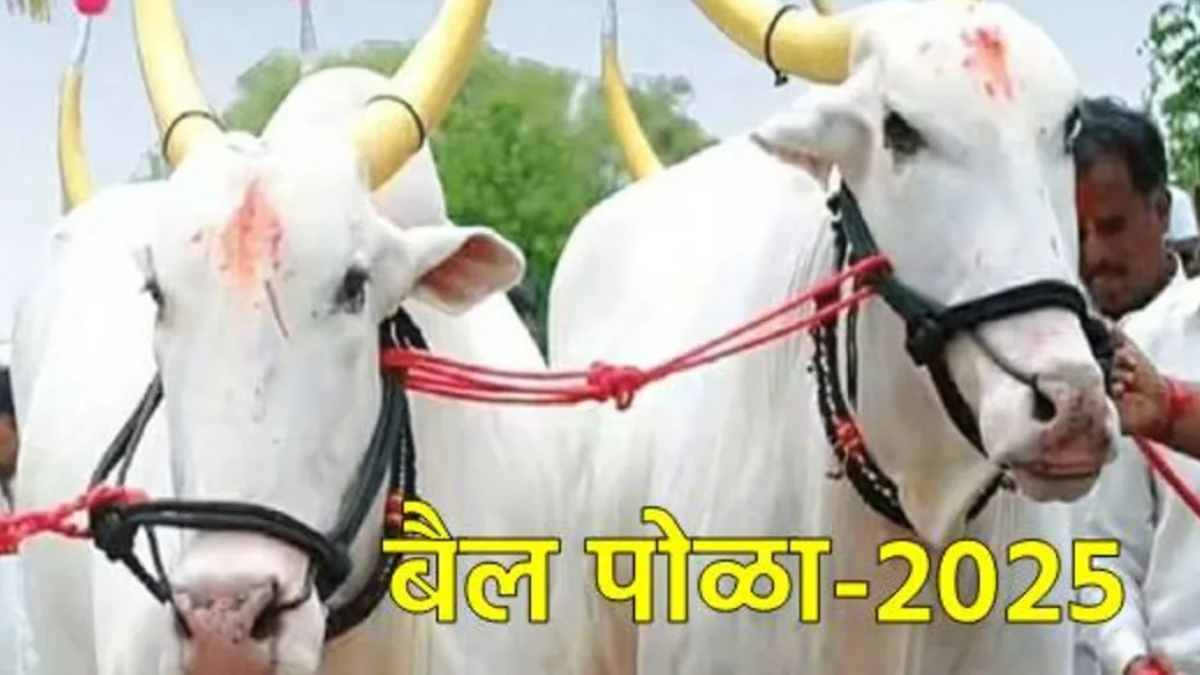 “पोलाः बैलों के प्रति आभार और ग्रामीण संस्कृति का उत्सव”